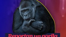 Reportan un gorila suelto en Hidalgo