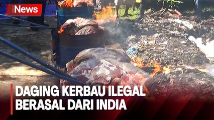 Viral! Warga Berebut Daging Kerbau Ilegal yang Dimusnahkan Bea Cukai Bengkalis di TPAng