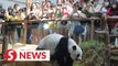Giant pandas’ arrival a boon for Zoo Negara