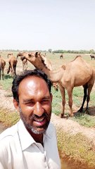 Camel name anar