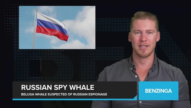 Russian Spy Whale
