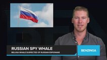 Russian Spy Whale
