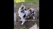 New Funny Videos 2023  Cutest Cats and Dogs  Part 121