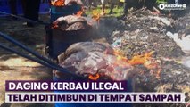 Ngeri! Warga Berebut Daging Kerbau Ilegal yang Dimusnahkan Bea Cukai Bengkalis di TPA