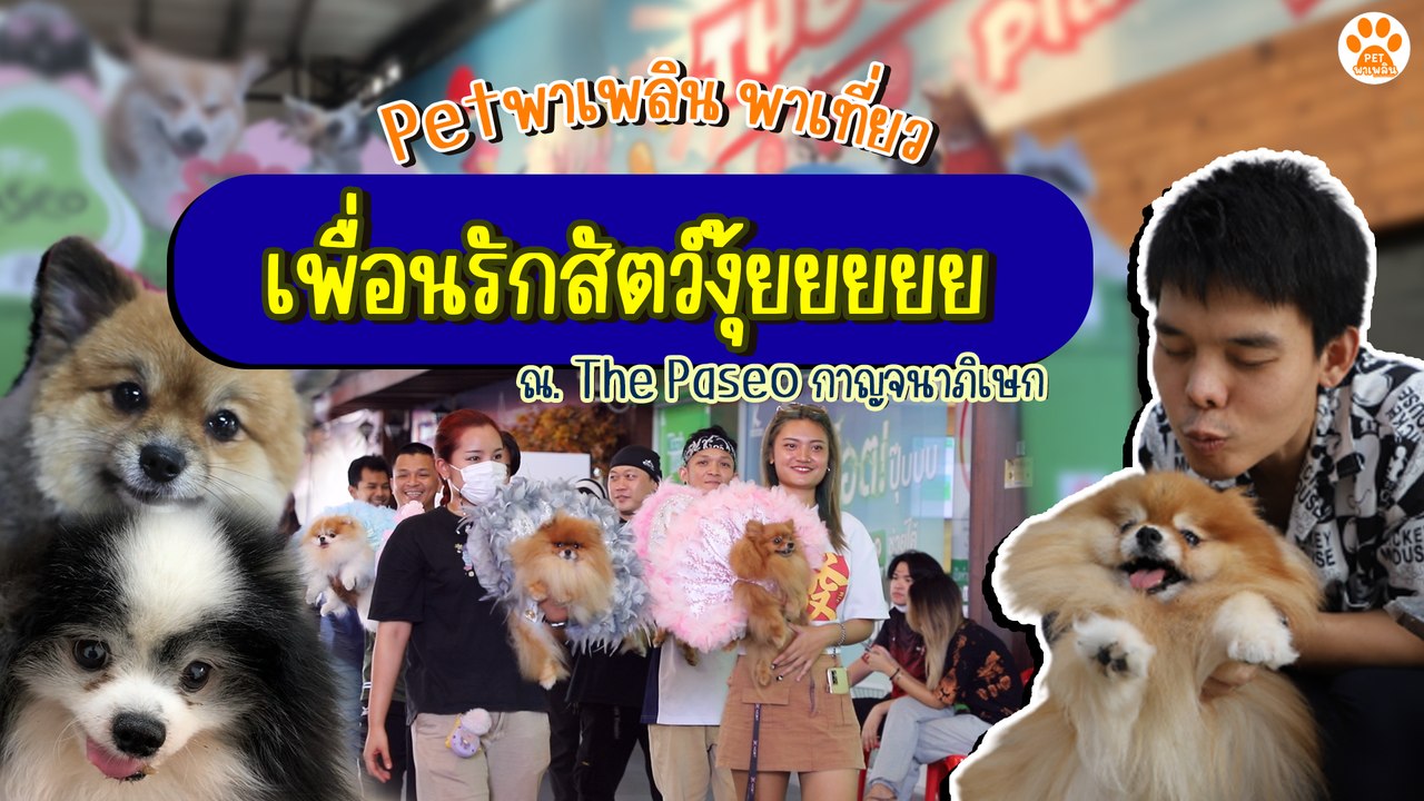 Pet พาเพลิน พาเที่ยว  งาน เพื่อนรักสัตว์งุ้ยยยยย  Pet พาเพลิน พาเที่ยว  งาน เพื่อนรักสัตว์งุ้ยยยยย ณ.The Paseo กาญจนาภิเษก