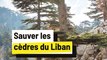 Les cèdres : des forêts symboliques et nécessaires pour le Liban !