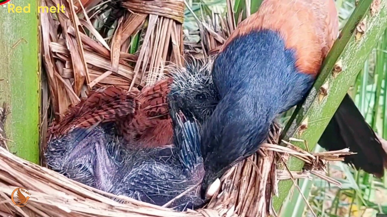 It's so fierce! The mother bird brought back three or four long snakes, and the baby bird took a bite