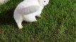Cat Funny Moments | Animals Funny Moments | Cute Pets | Funny Animals | Funny Cats #animals #cats