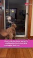 Dog Greets His Owner With Love || Heartsome