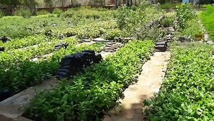 English इस बार जनाधार दिखाने के बाद ही मिलेंगे नर्सरी में पौधे, ये है कारण