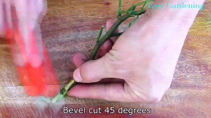 How to grow roses for beginners Garden_ideas