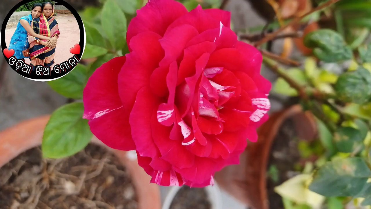 ମୁଁ ଆଜି ବହୁତ ଦିନ ପରେ ଘରକୁ ଯାଉଛି / Kolkata to Odisa tour / Dhamngar/ Odia Vlog /Odia jhia Mona