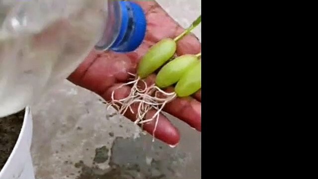 New Skill grow grapes tree from grapes