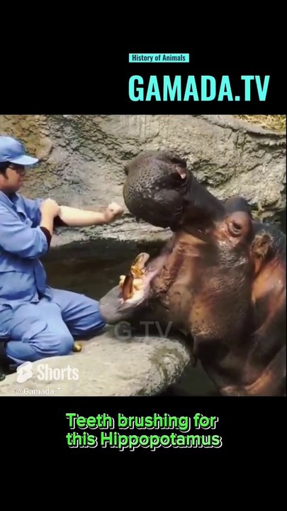 Teeth Brushing for this Hippopotamus