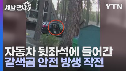 미국 네바다주서 대형 곰이 차 뒷좌석에! 🐻 구조 과정 공개