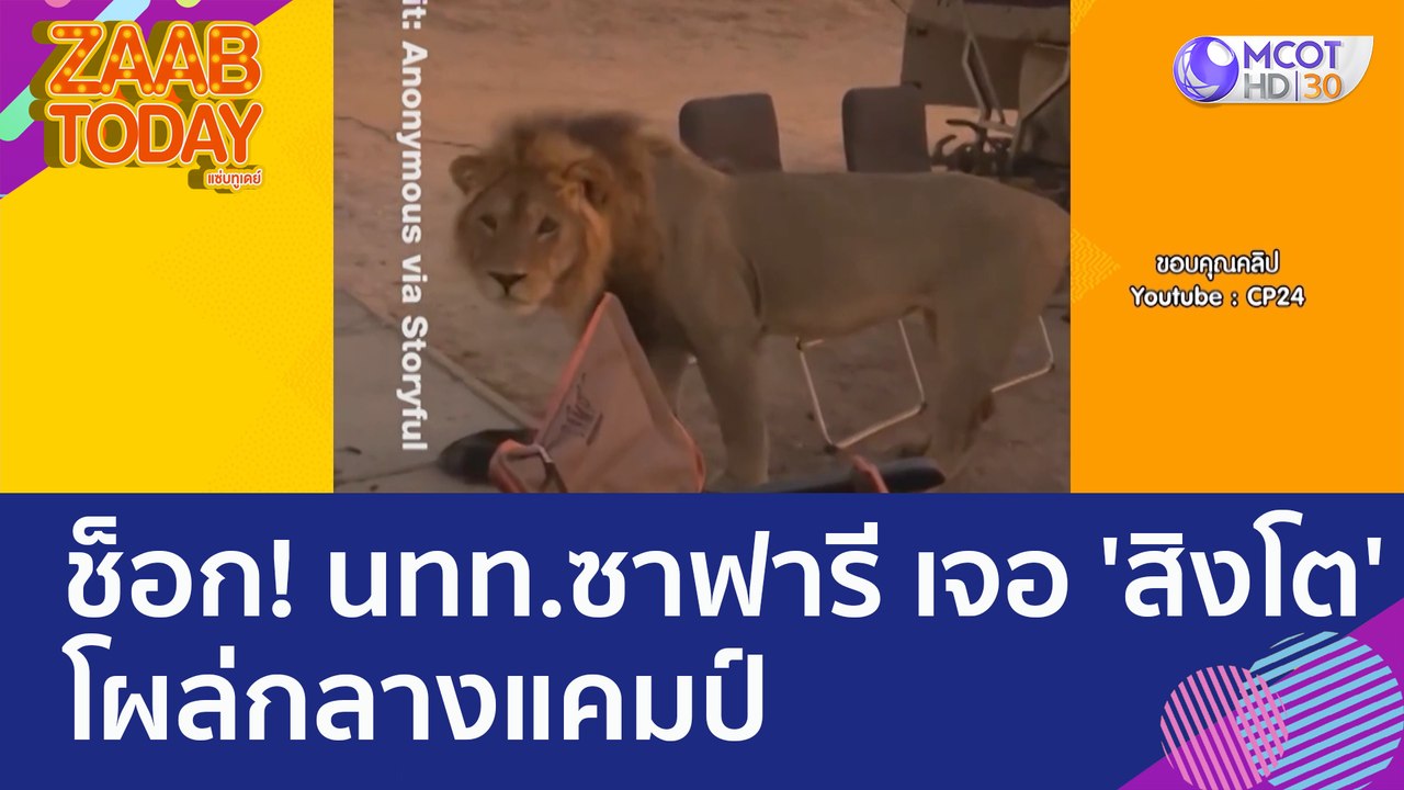 ช็อก! นทท.ซาฟารี เจอ 'สิงโต' โผล่กลางแคมป์ (31...
