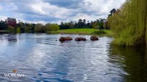 Behind the scenes at an elephant pool party at Woburn Safari Park