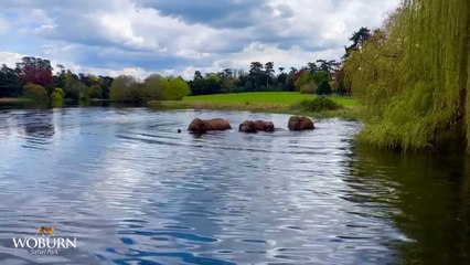 Behind the scenes at an elephant pool party at Woburn Safari Park