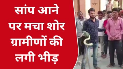 पाली : आप भी देखिए 8 फीट लंबा कोबरा आने के बाद कहां मचा हड़कंप