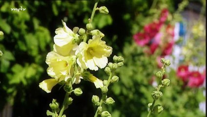 Rote Rosen Folge 869