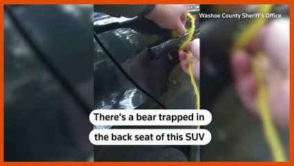 Sheriff uses rope to free bear from SUV