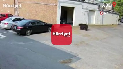 ABD'de fırına giren ayı 60 kek yedi