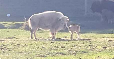 États-Unis, un bison blanc est né dans un parc naturel, un événement rarissime !