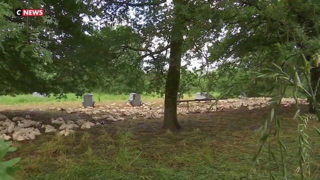 Deux vaccins expérimentés en France contre la grippe aviaire se sont avérés très efficaces pour prémunir du virus les canards mulards, élevés pour le foie gras, indique l'agence sanitaire Anses