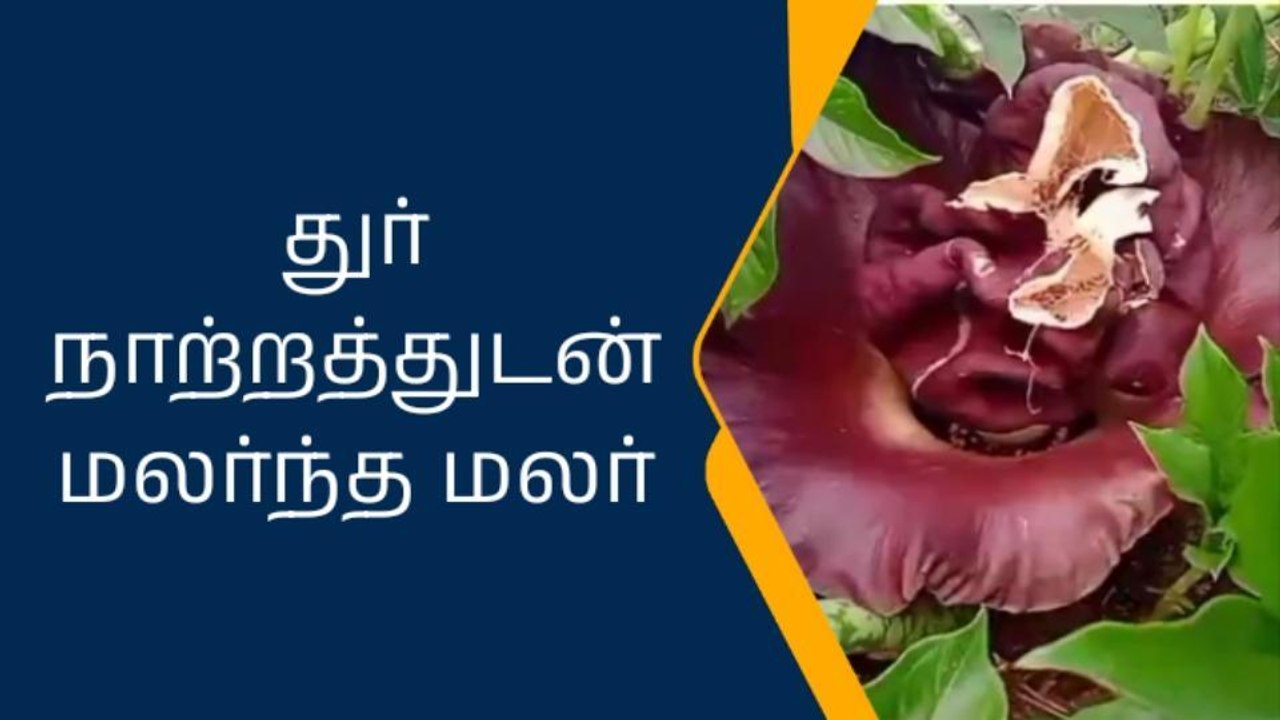 கோவை: திடீரென பூத்த வினோத பூ-பொதுமக்கள் பெரும் அதிர்ச்சி!