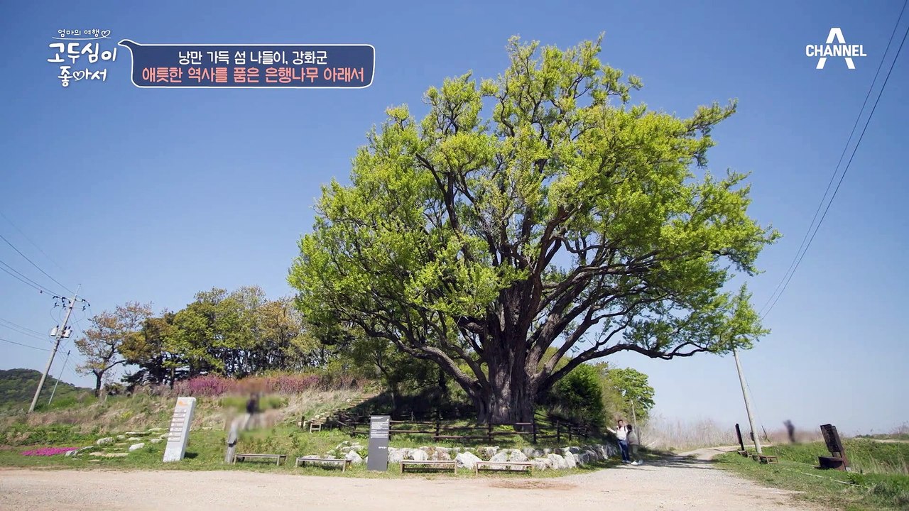 [#고두심이좋아서] 전쟁 이후 갈 수 없게 된 고향(ㅠ_ㅠ) 아버지 산소에 가는 것이...