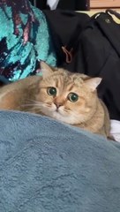 Best funny Cats videos compilation _ try not to laugh 