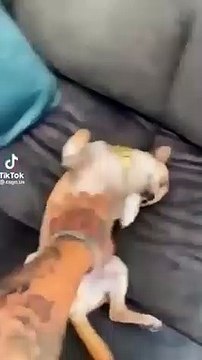 Cute and Funny Animal Video Funniest Viral Puppy Cat clips #shorts video #funny animals #cats