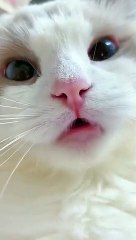 The cutest cat in the world _ kitten tik tok video