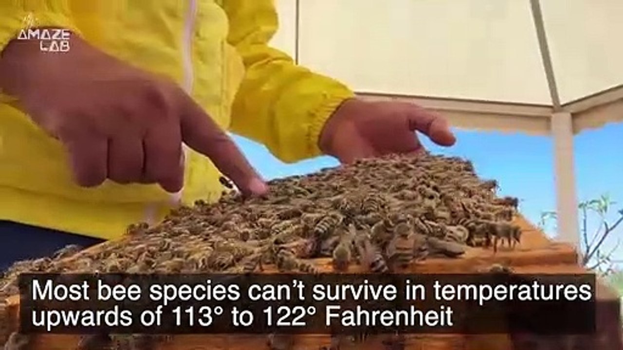 Scientists Develop New GMO Queen Bee That Can Withstand the Effects of Global Warming