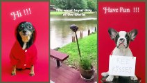 Funny Animal Videos  - Funniest and Cute Dogs Videos . Laugh Out Loud: Funniest Dogs Compilation