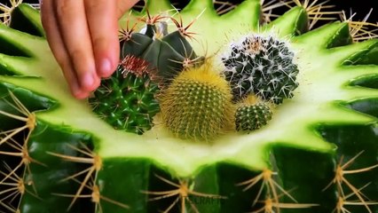 Useful Planting Hacks To Make You A Real Gardener