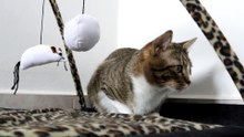 Cat Gets up and Stretches