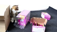 Athletic Cat Jumps to Catch the Toy