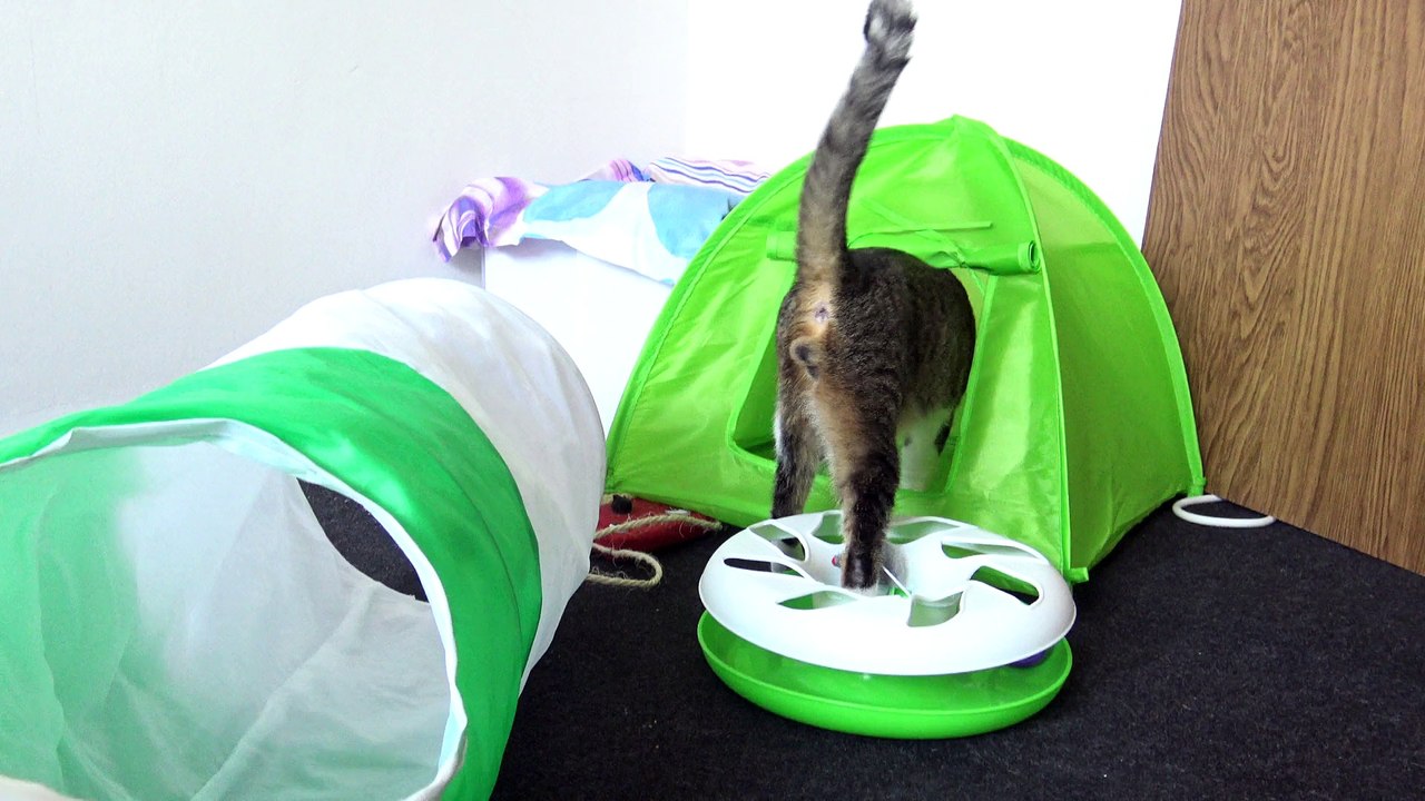 Cat Hides in His Tent video Dailymotion