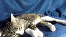 Sleepy cat Keeps an Eye on His Human