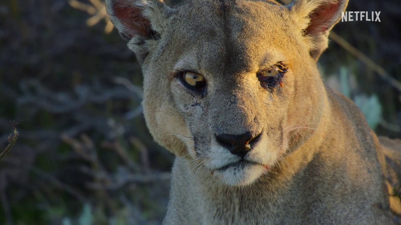 Unser Planet II - S01 Trailer (Deutsch) HD