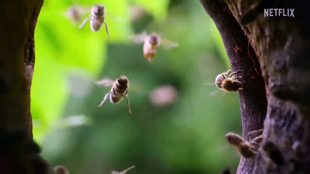 Notre planète - saison 2 Bande-annonce VO