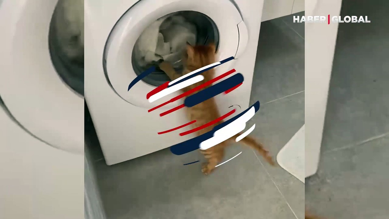 Çamaşır makinesi döndükçe deli olan kedi kahkahaya boğdu