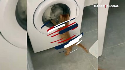 Çamaşır makinesi döndükçe deli olan kedi kahkahaya boğdu