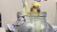 鸚鵡貪吃瓜子，掉進罐子出不來了！The parrot was greedy of the sunflower seeds and fell into the jar and couldn't get out!