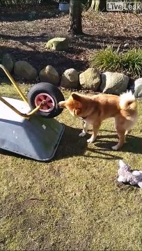 Ce chien a trouvé son nouveau jouet favoris