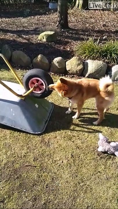 Ce chien a trouvé son nouveau jouet favoris