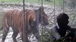 Ce tigre est bien décidé à dévorer ce touriste au zoo... tellement drôle