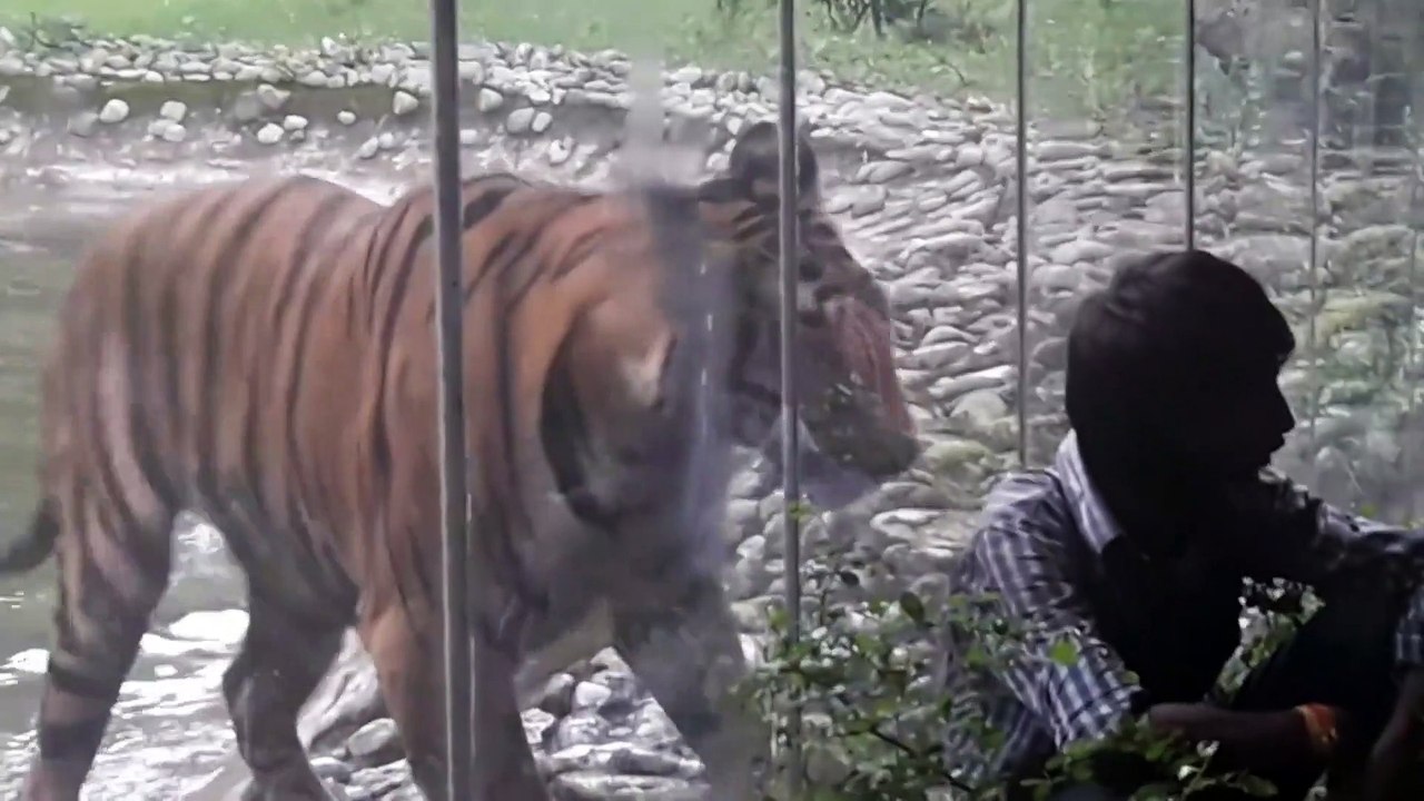Ce tigre est bien décidé à dévorer ce touriste au zoo... tellement drôle