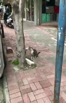 Ce petit chat avait très soif... merci humain